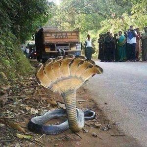 Meet your Posher, Marcelo